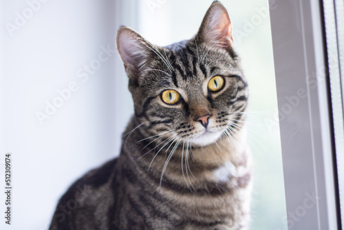 A tabby cat with bright eyes looks into the camera while sitting by the window.