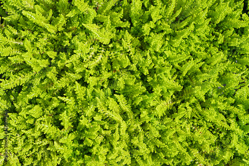 green carpet of thuja leaves for background