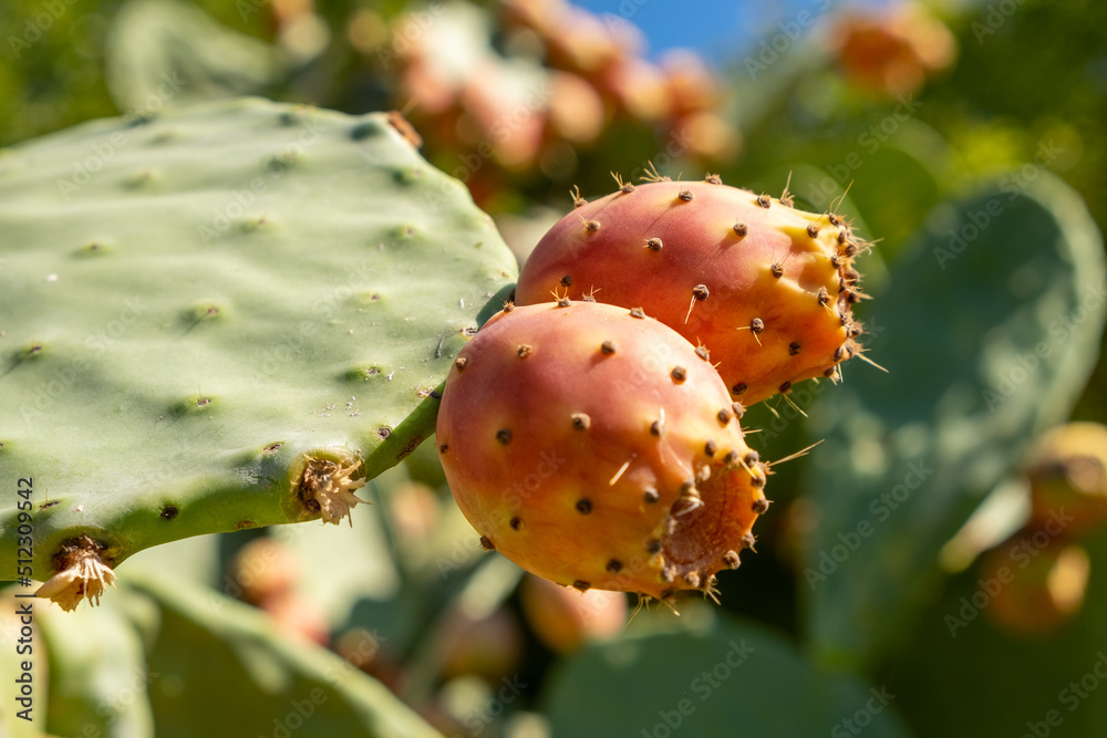 Prickly pear cactus close up with fruit in red color Prickly pear cactus close up with fruit in red color