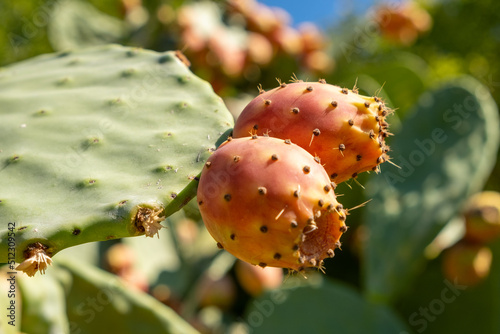 Prickly pear cactus close up with fruit in red color