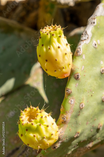 Prickly pear cactus close up with fruit in red color © mestock