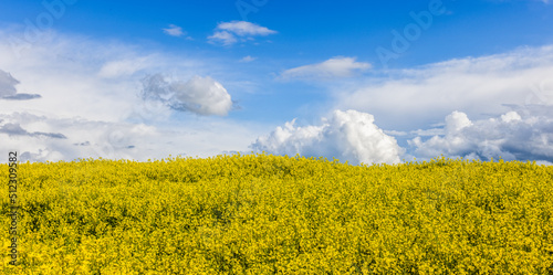 Fototapeta Naklejka Na Ścianę i Meble -  Yellow rapse field in summer, blooming field nature background, selective focus