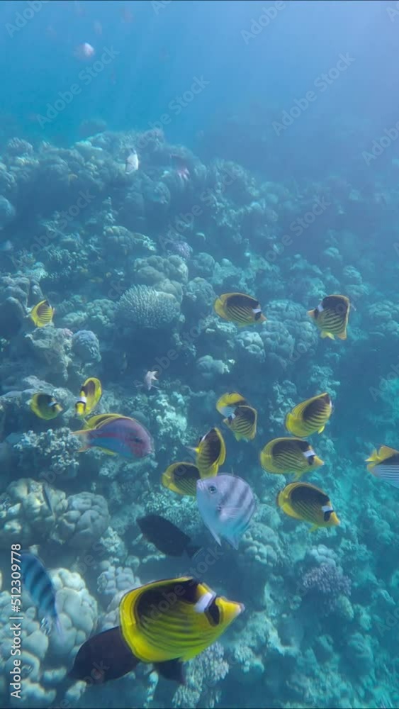 VERTICAL VIDEO: Curious school of fish swim and looking into camera lens. Diagonal Butterflyfish, Red Sea Sailfin Tang and Indo-Pacific sergeant VERTICAL VIDEO: Curious school of fish swim and looking into camera lens. Diagonal Butterflyfish, Red Sea Sailfin Tang and Indo-Pacific sergeant