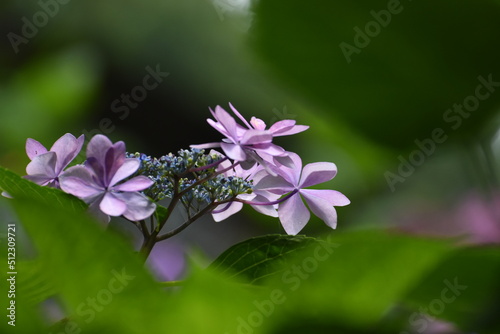 Wallpaper Mural 紫陽花の里　あじさい祭り Torontodigital.ca