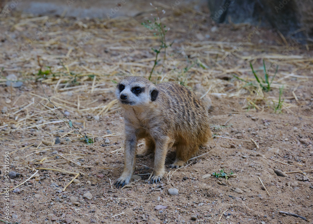 Fototapeta premium meerkat