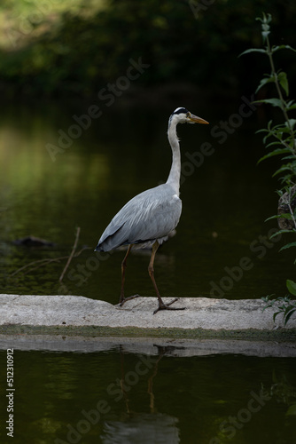 Paris, France - 06 19 2022: A grey heron fishing in the lake of Park des Buttes-Chaumont