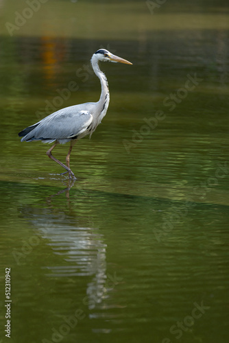 Paris, France - 06 19 2022: A grey heron fishing in the lake of Park des Buttes-Chaumont