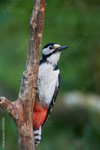 Male great-spotted woodpecker