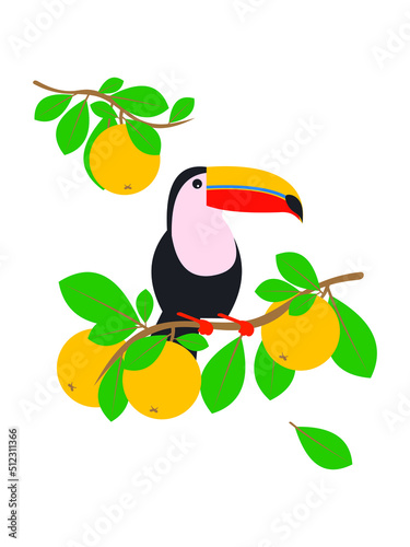 Toucan on a branch with oranges. An exotic bird in the tropical jungle sits on a tree with citrus fruits on a white background. Vector.