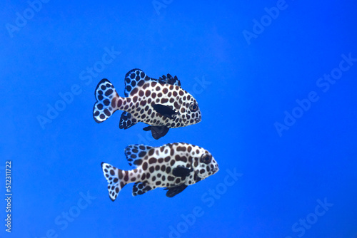 A harlequin sweetlips fish in aquarium close up photo