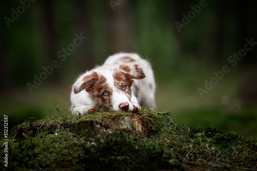 Obraz na płótnie dog