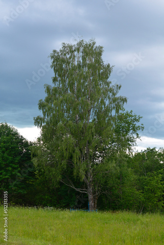 a tree in a field and a dark sky with approaching rain