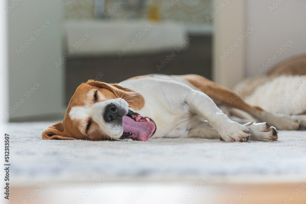 Beagle dog sleeping at home on the floor. Cute dog portrait, sellective focus, blurred background