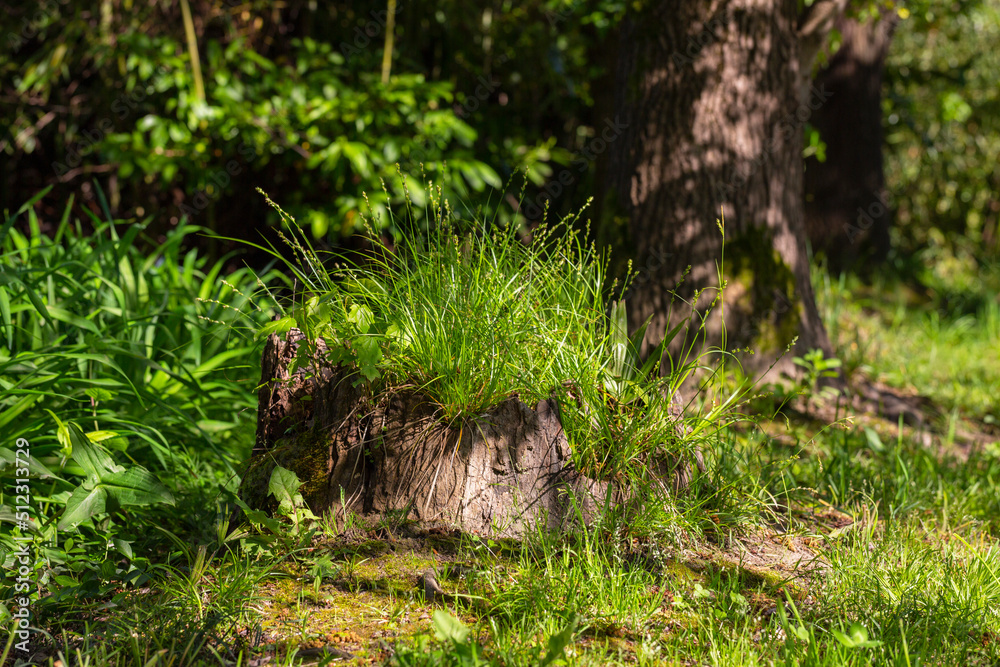 Old tree stump in the forest closeup. Old tree stump in the forest closeup.