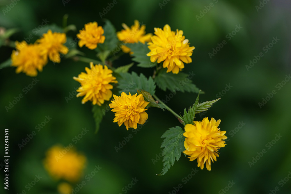 blur effect. japanese yellow rose. Spring. blur effect. japanese yellow rose. Spring.