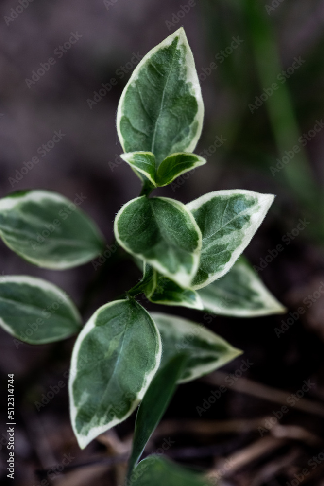 blur effect. sprout with green leaves. macro blur effect. sprout with green leaves. macro