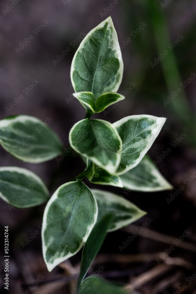 blur effect. sprout with green leaves. macro