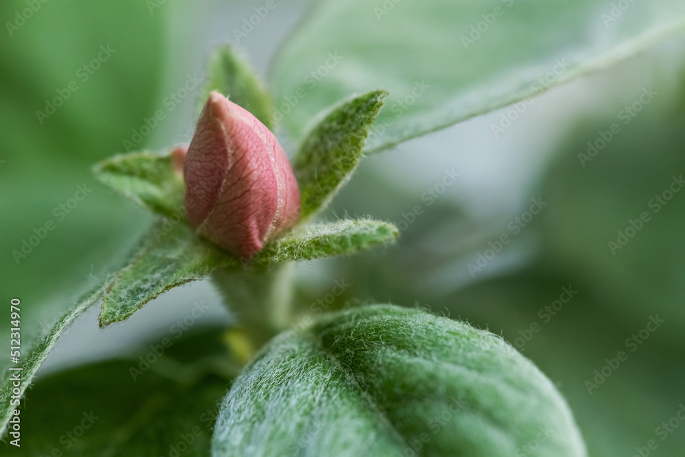 blur effect. pink bud on a tree on a green blurred background. macro. blur effect. pink bud on a tree on a green blurred background. macro.