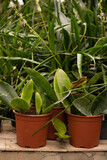 Two bright green snake plant in red pots with green leaves background on a cement table. Plant growing hobby in greenhouse vertical view with details.