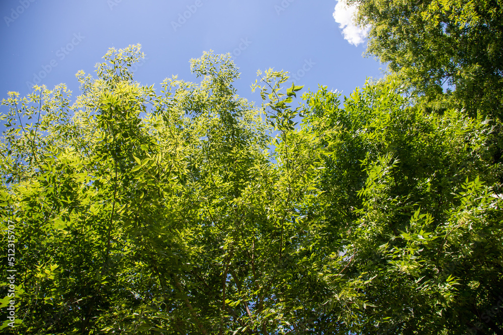 Green leaves of trees view from below against the blue sky, spring nature. Green leaves of trees view from below against the blue sky, spring nature.