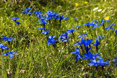 Gentiana Flowers in Bloom on an Alpine Meadow Close Up Full Frame Side View