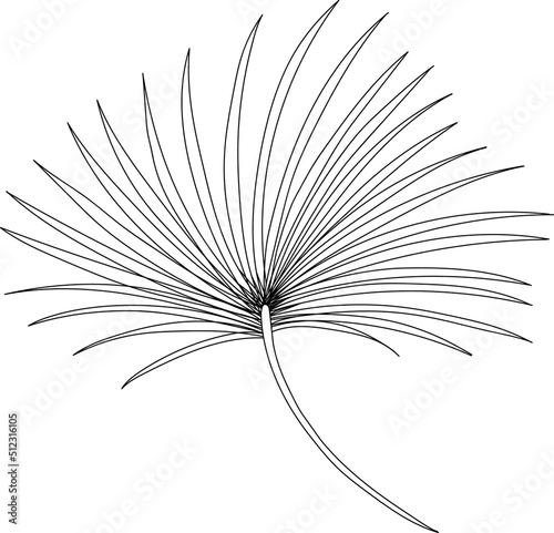 Vector tropical leaf illustration  Modern flowers outline hand draw. Tree symbols  palm