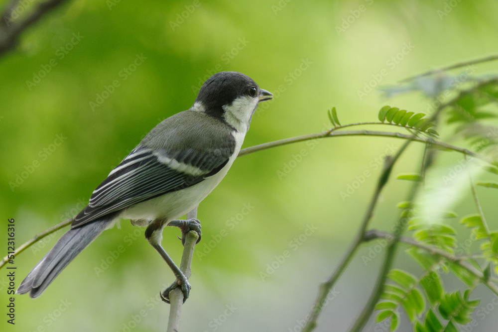 Obraz premium 東京赤坂にある東京ミッドタウンで巣立ったばかりの幼いシジュウカラがご飯を探す