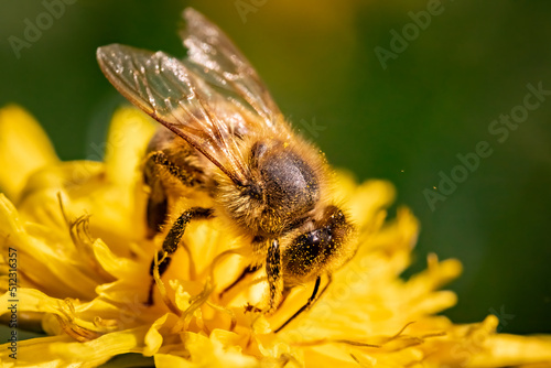 Detail closeup of honeybee, Apis Mellifera, european, western honey bee covered in pollen on yellow Dandelion flower. Selective focus, blured background