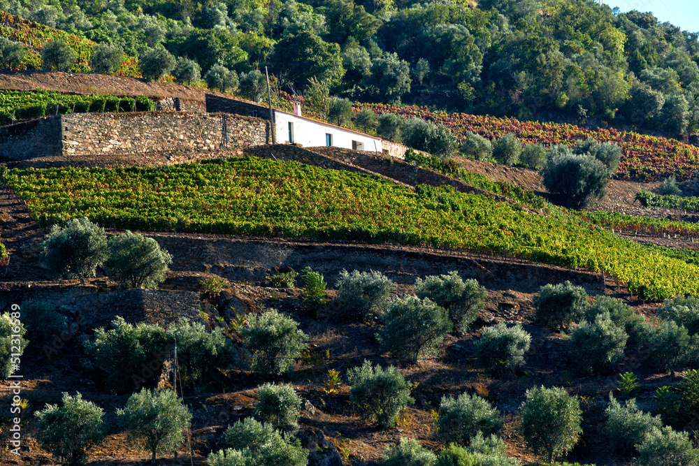 Port wine vineyard on the hills in the Douro Valley near Peso da Regua, Porto, Portugal