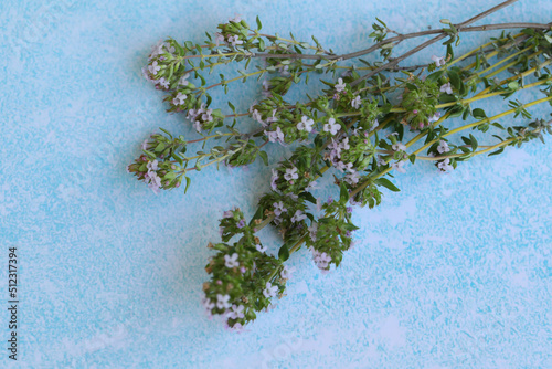 thyme on blue background