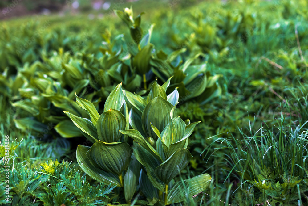 Obraz premium Latin name; Veratrum Album - English name; False Helleborine, White Hellebore, European White Hellebore or White Veratrum is a Poisonous Alpine Plant