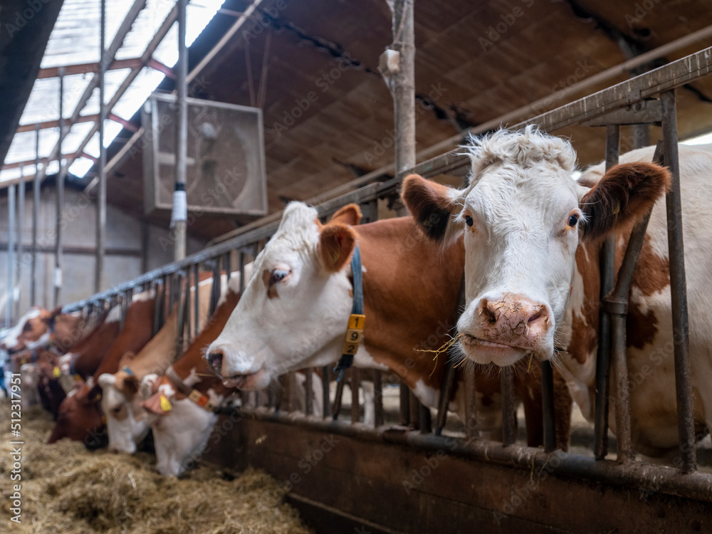 red and black spotted cows feed inside dutch farm in holland red and black spotted cows feed inside dutch farm in holland