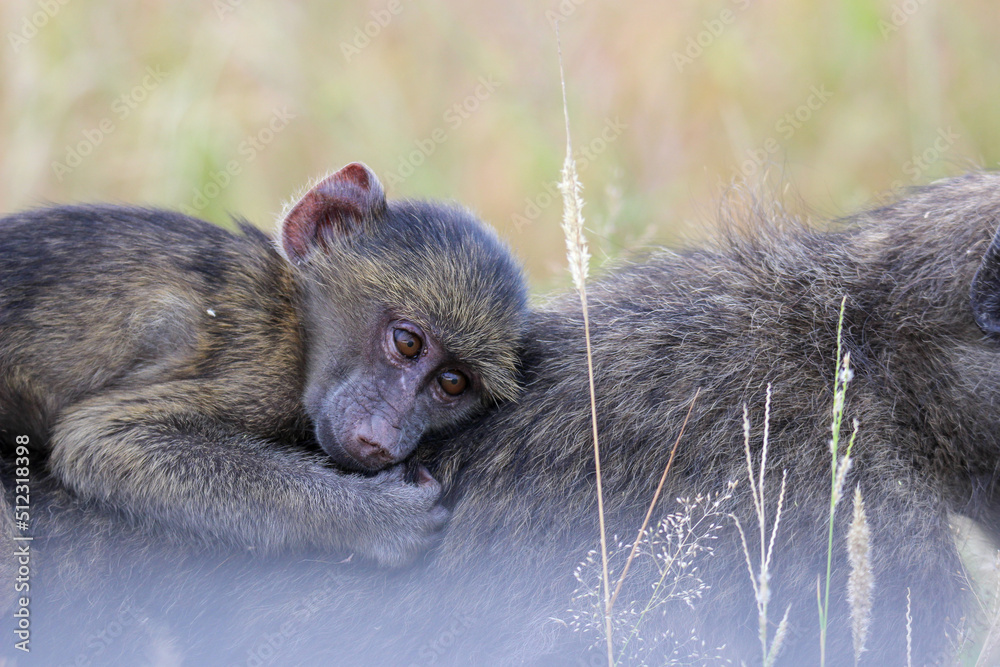 Obraz premium Chacma Baboon, Kruger National Park, South Africa