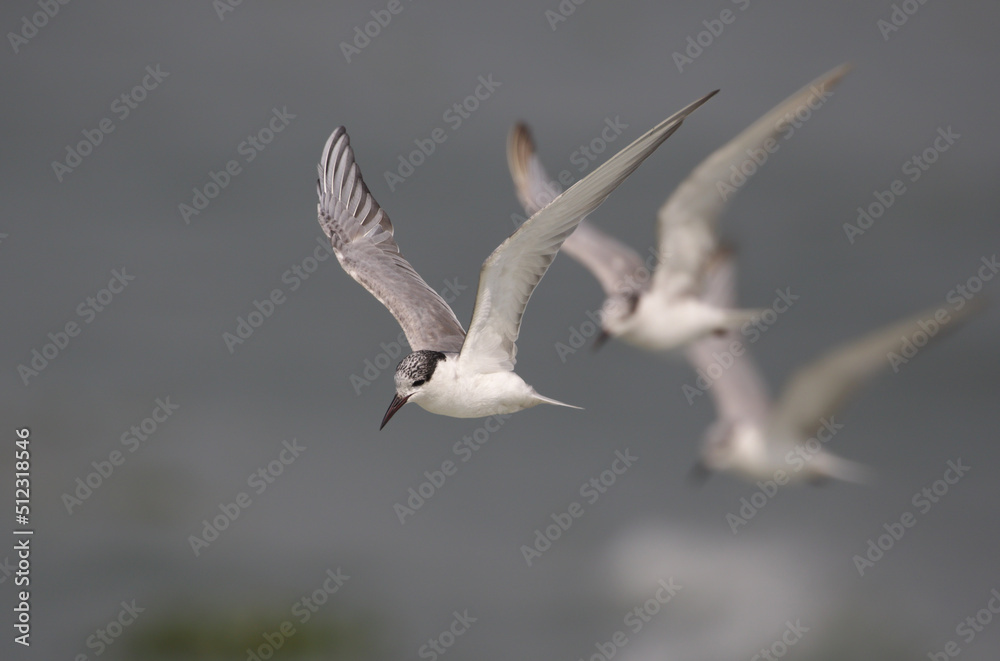 Whiskered Tern in flight .Whiskered Tern is a bird of the Old World. They breed in scattered locations in Europe, Asia, Africa, and Australia. Whiskered Tern in flight .Whiskered Tern is a bird of the Old World. They breed in scattered locations in Europe, Asia, Africa, and Australia.