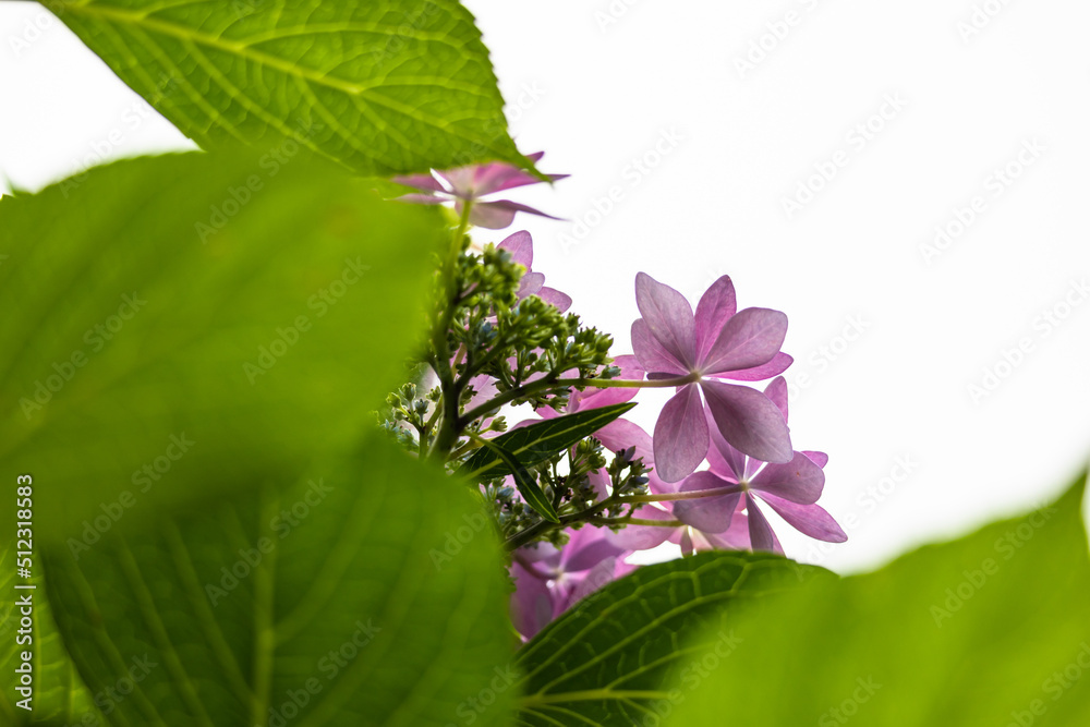 custom made wallpaper toronto digitalアジサイの花