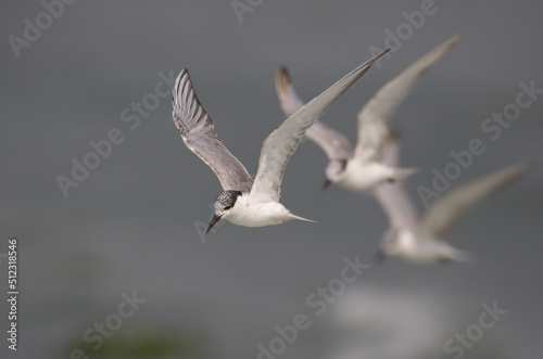 Whiskered Tern in flight .Whiskered Tern is a bird of the Old World.  They breed in scattered locations in Europe  Asia  Africa  and Australia.