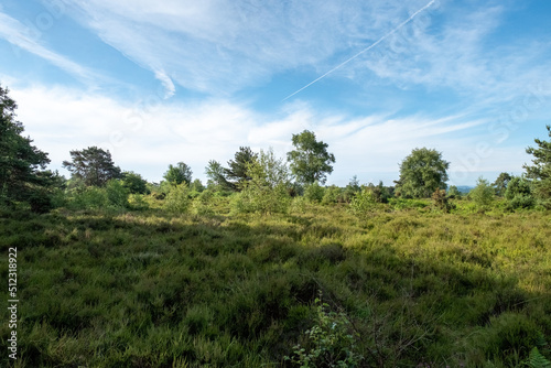 Hindhead Common