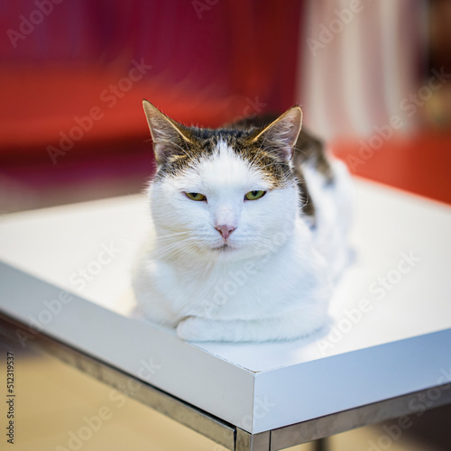 Young cute light cat is napping on wooden stand