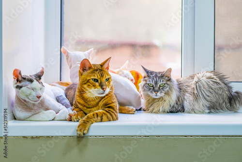 Photography Group of adorable cats of different breeds are resting on windowsill