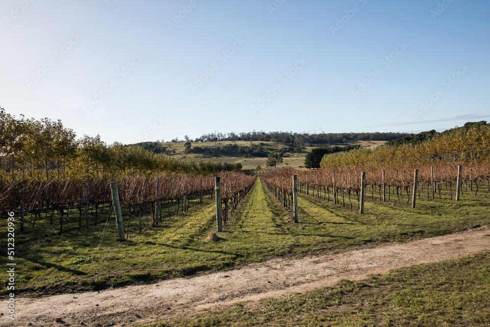 Obraz premium Winery