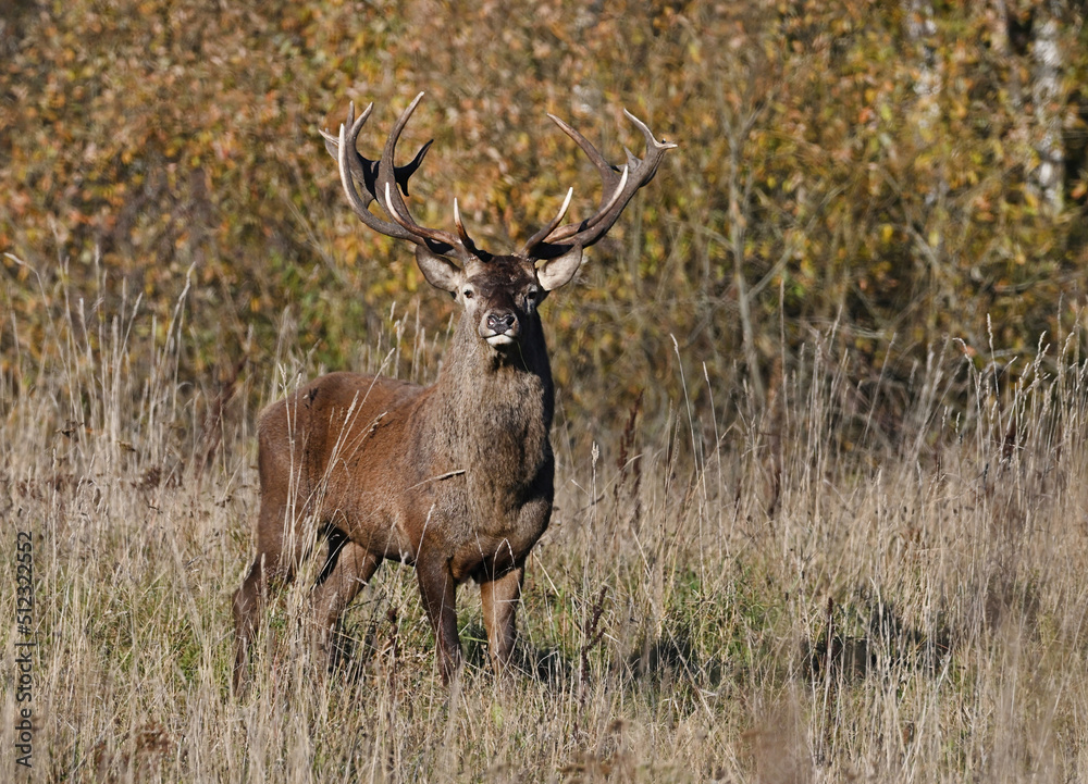 Beautiful deer in the wild Beautiful deer in the wild