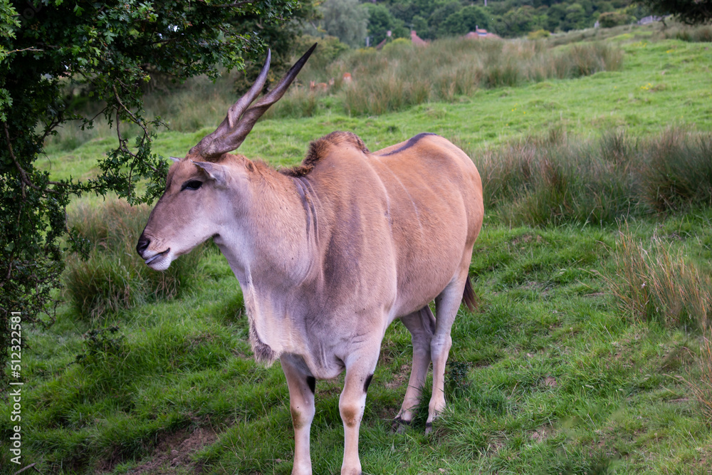 funny antelope in nature in summer, safari animal