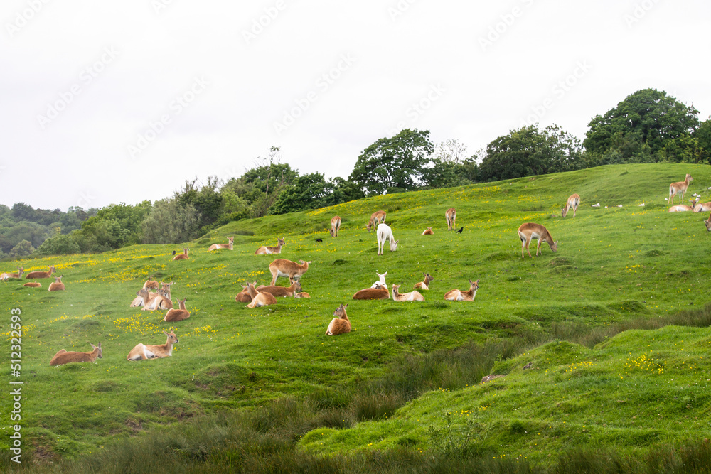 doe grazes on beautiful nature in summer, safari animal