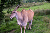 funny antelope in nature in summer, safari animal