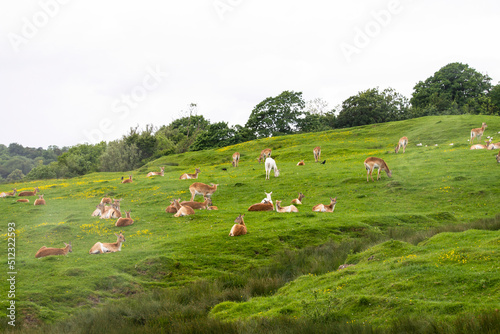 doe grazes on beautiful nature in summer, safari animal