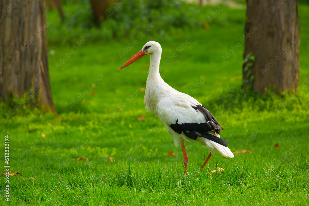 Fototapeta premium Stork Bird walks through the green thickets of plants. Concept of newborn pregnancy and childbirth with space for text. White stork close up.