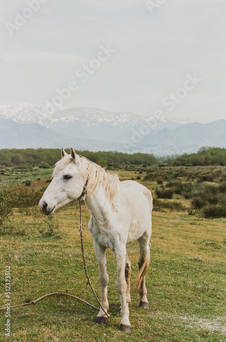 White horse in meadows of Georgia. 35mm film.