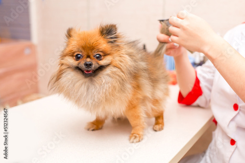 Beautiful pomeranian spitz. Grooming animals, grooming, drying and styling dogs, combing wool. Grooming master cuts and shaves, cares for a dog.