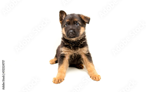 Beautiful one puppy German shepherd. Cute  funny dogs on a white background isolated.