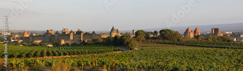 City walls of Carcassonne and surrounding vineyard landscape in Aude, Occitanie region in France